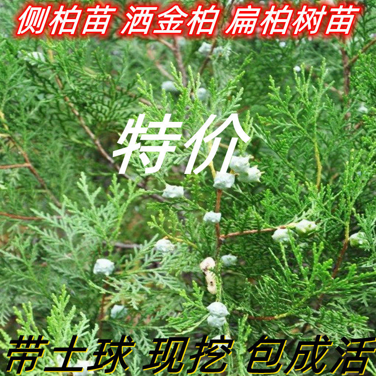 绿化苗木侧柏苗扁柏树苗庭院篱笆墙种植彩色洒金柏苗盆栽花卉绿植