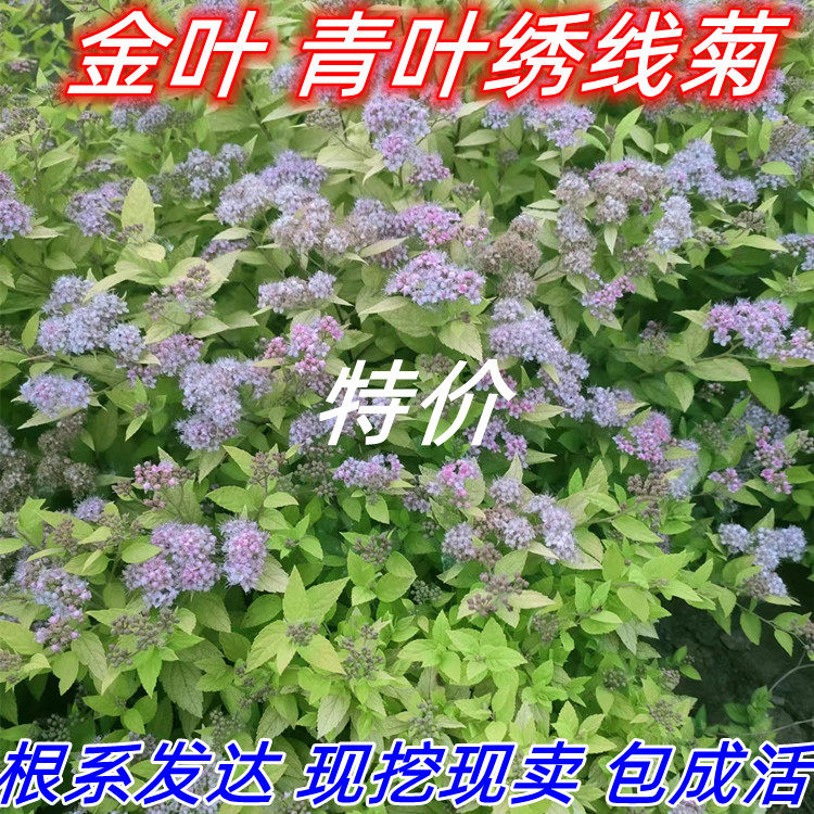 金山绣线菊珍珠梅金焰绣线菊苗观赏花卉绿植耐寒工程绿化苗包成活