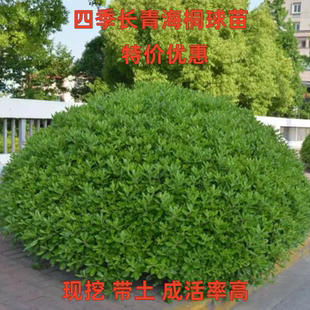 海桐树苗庭院绿化海桐球芳香型绿篱园林苗木耐寒篱笆四季常青活苗