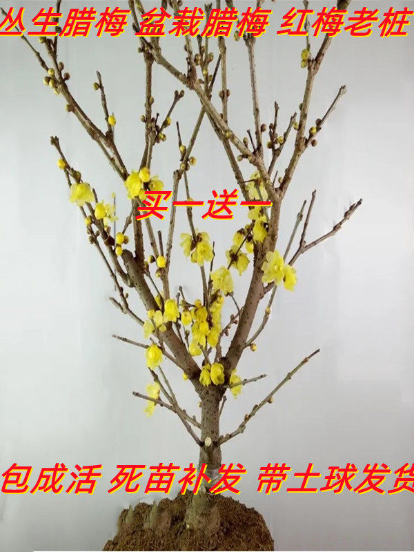耐寒树苗腊梅花卉庭院