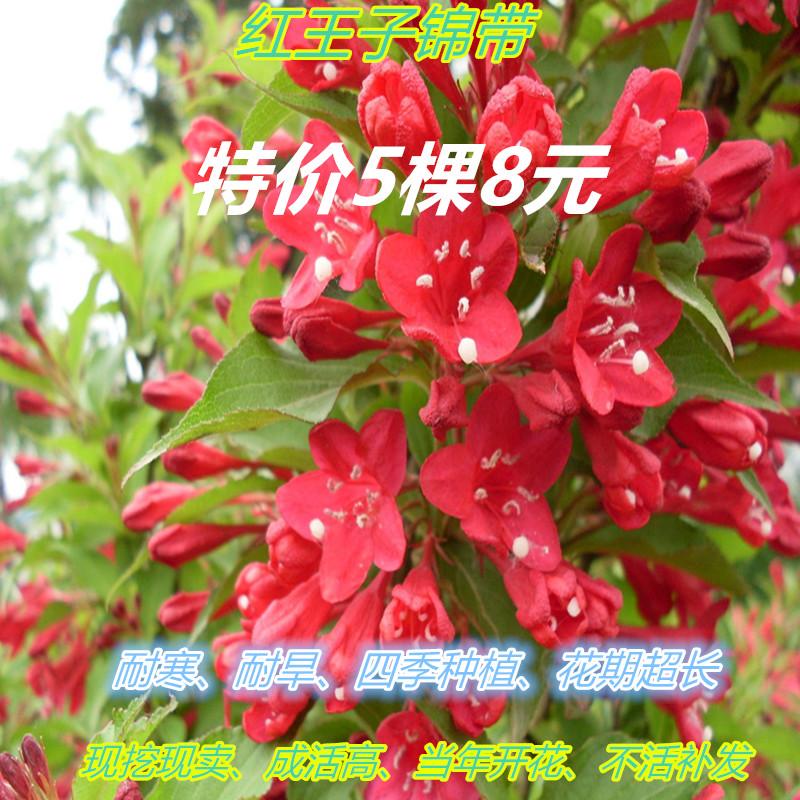 红色王子锦带绿篱护坡苗当年开花