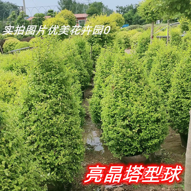 小叶女贞 卫矛 棒棒糖独杆球造型树耐寒老桩女贞树苗庭院阳台种植