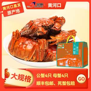 【活蟹】景明黄河口大闸蟹鲜活现货8只装 公蟹4.0两 母蟹3.0两