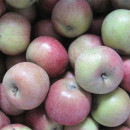 包邮 北京平谷老品种老式 小国光苹果怀旧酸甜脆多汁正宗绿国光苹果