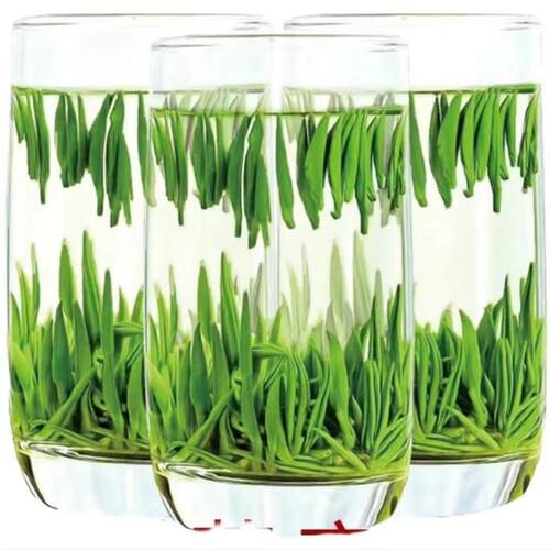 2026雀舌新茶茶叶绿茶特级明前春茶罐装