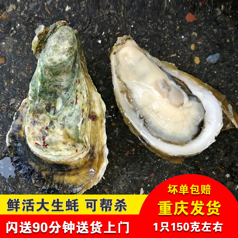 威海乳山生蚝鲜活大生蚝新鲜牡蛎海蛎子可烧烤蒜蓉四川重庆水产-封面