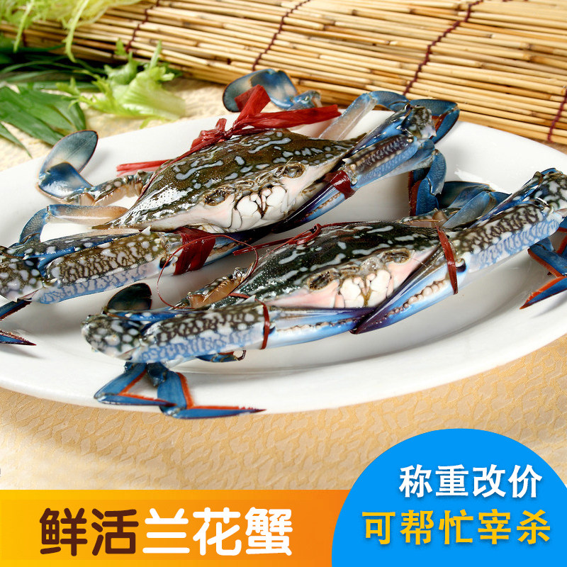鲜活兰花蟹500克 新鲜海蟹 重庆海鲜水产新鲜梭子蟹公蟹满肉闪送