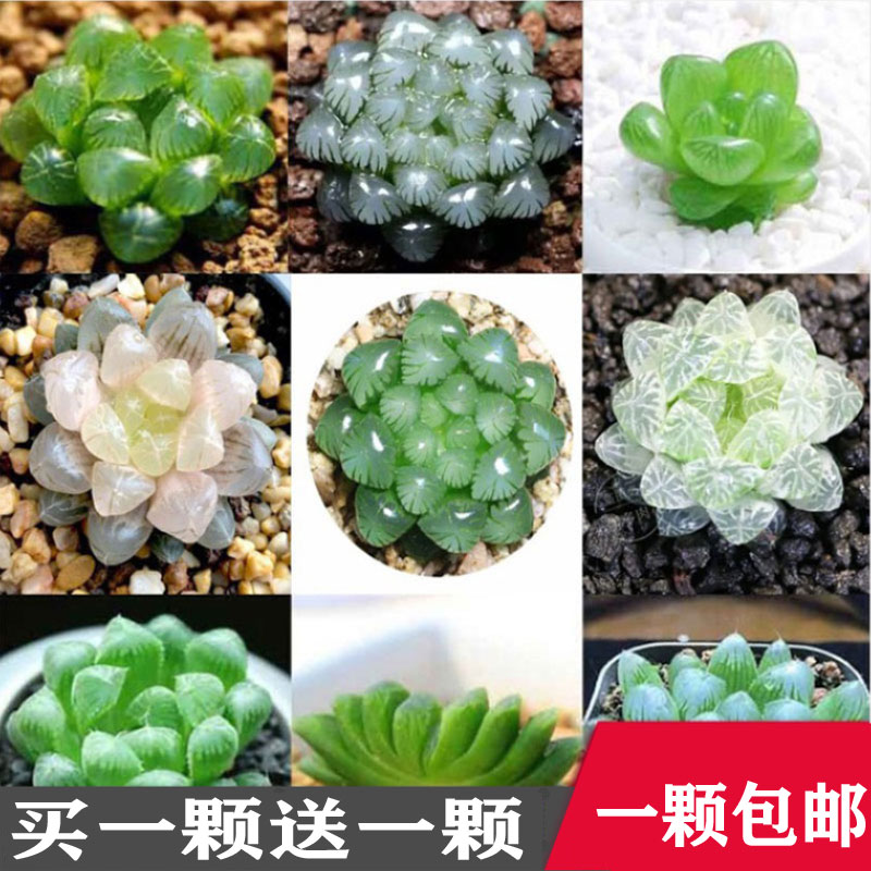 多肉植物一颗包邮买一送一