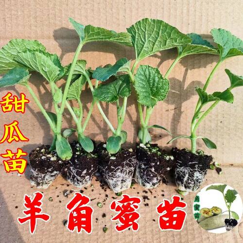 羊角蜜甜瓜苗带土秧苗绿宝石冰糖子哈密瓜香瓜苗蔬菜阳台庭院种植