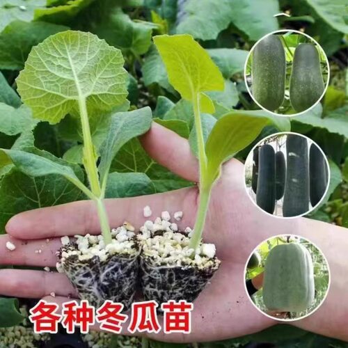冬瓜苗秧四季苗子菜苗高产各种蔬菜苗黑皮粉皮早春小冬瓜串铃秧苗