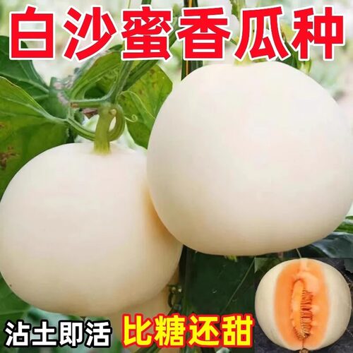超甜白沙蜜甜瓜种籽春秋季薄皮特大白皮香瓜种子四季水果种孑秧苗