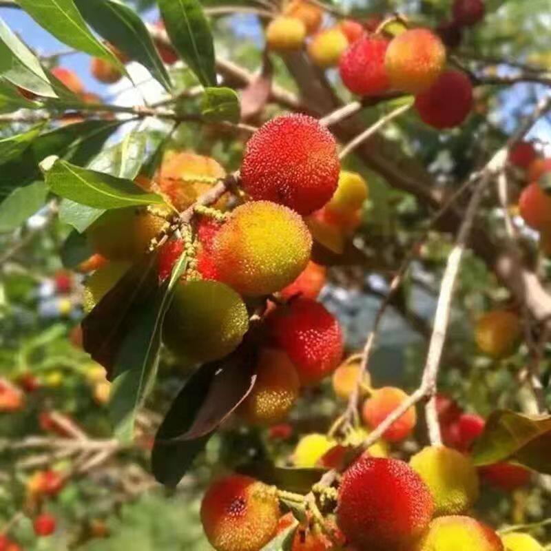 新鲜果泡酒专用野生青红山杨梅孕妇开胃酸水果现摘发应季东魁杨梅
