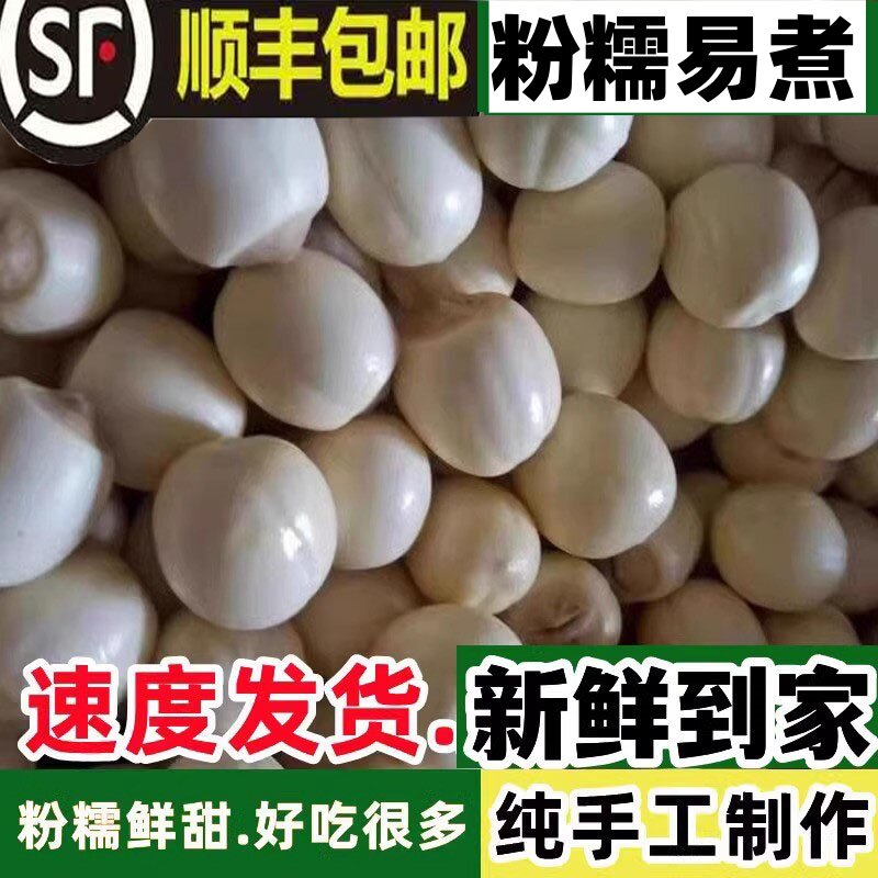 顺丰包邮广昌纯手工白莲子去芯老莲子米新鲜现摘现发当季生鲜莲子