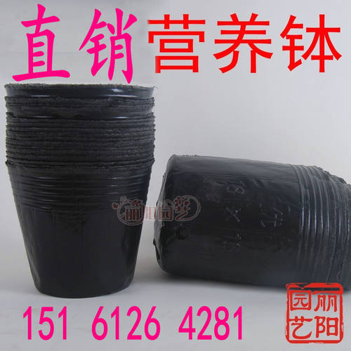 园艺营养钵穴盘育苗杯