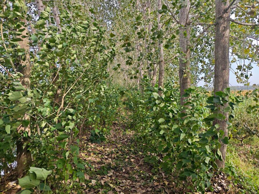 射阳湖镇钱沟村副业圩南圩（三横河）约900米树木（详见评估报告）