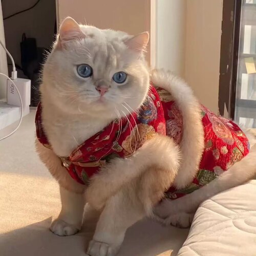 猫咪中国风唐装服装泰迪比熊小型犬猫咪宠物过年喜庆新年冬季衣服