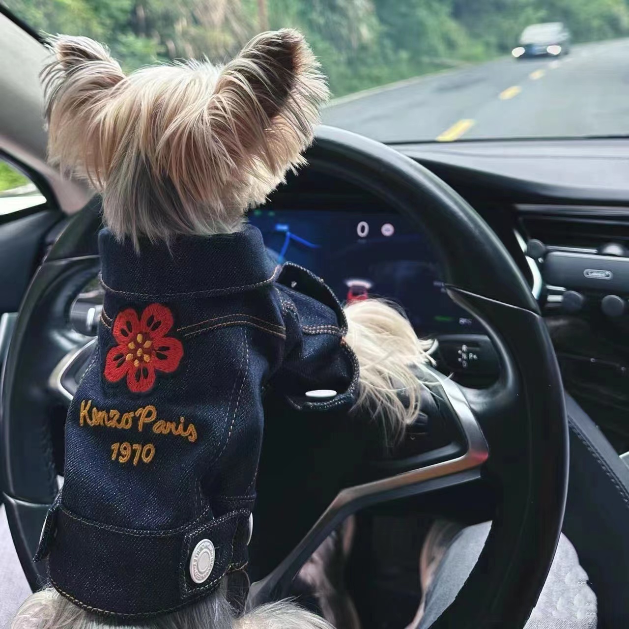 小狗狗春秋冬季宠物衣服海棠牛仔夹克小型犬约克夏马尔济斯