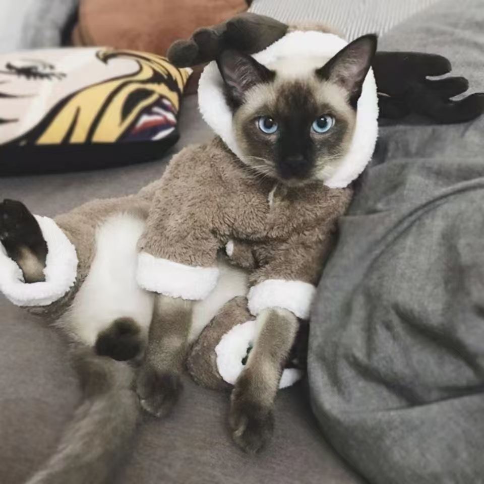 网红同款狗狗衣服泰迪秋冬装博美猫咪小型犬宠物保暖搞怪搞笑四脚