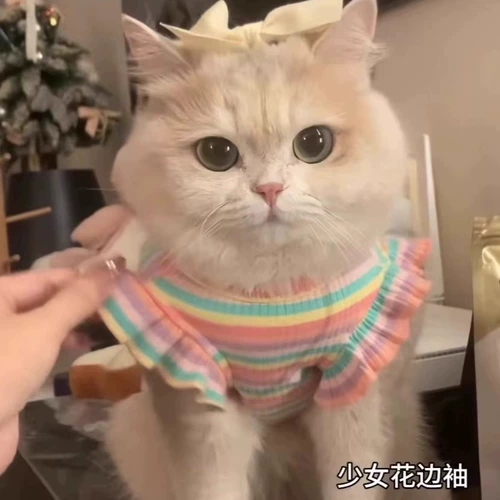 Мята такая же летающая рукава одежда для кошек, чтобы предотвратить волосы весна и летние золотые золотые слой тканевых марионеток, чем юбка для животных медведя плюшевая собака