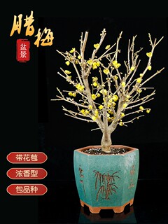 腊梅盆栽花卉老桩盆景红梅花好养耐寒植物室内阳台庭院花苗