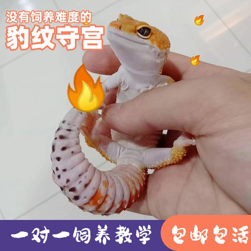 豹纹守宫幼体包开食无毒