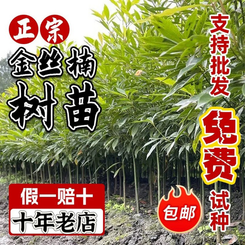 正宗四川金丝楠木树苗成都基地