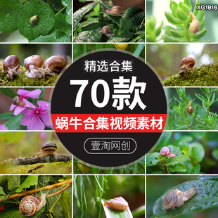 清新大自然雨后植物上蜗牛爬行动物特写镜头高清实拍视频剪辑素材