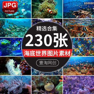 海洋生物深海水底海底世界鱼群动物植物珊瑚礁石水草照片图片素材
