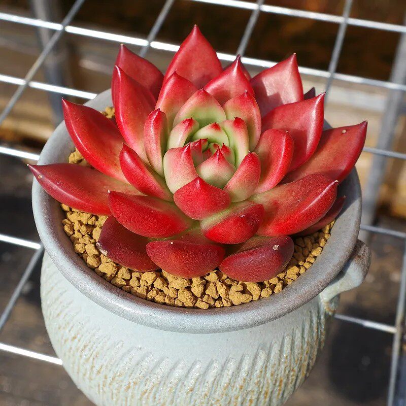 红色大型多肉植物弗兰克稀有罕见贵货室内阳台花卉稀有绿植盆栽