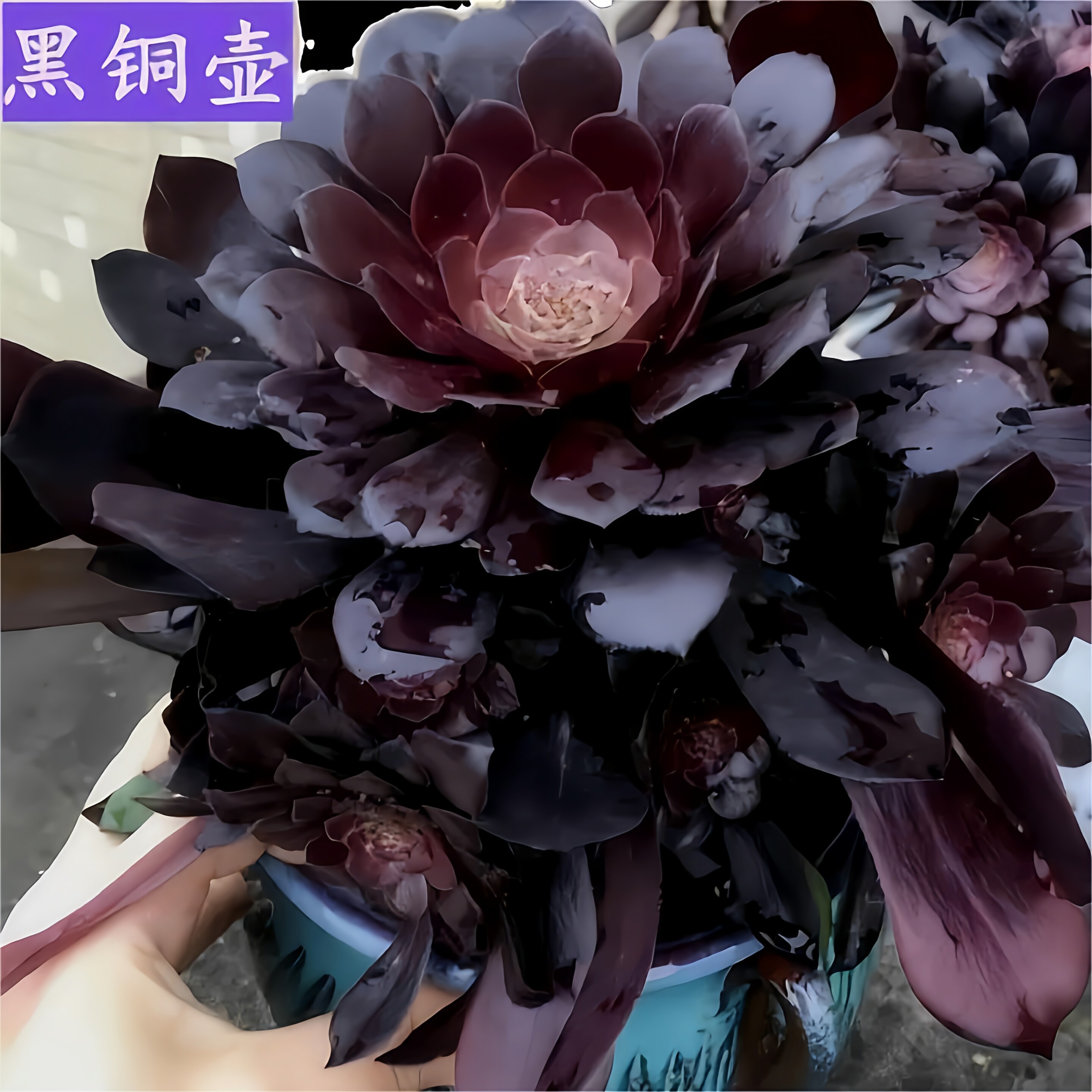 红铜壶黑铜壶法师老桩多头手捧群生倾城多肉植物室内阳台花卉盆栽