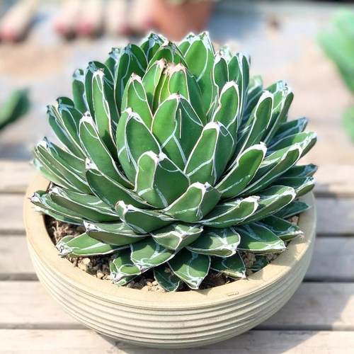 易爆盆新手室内龙舌兰多肉植物