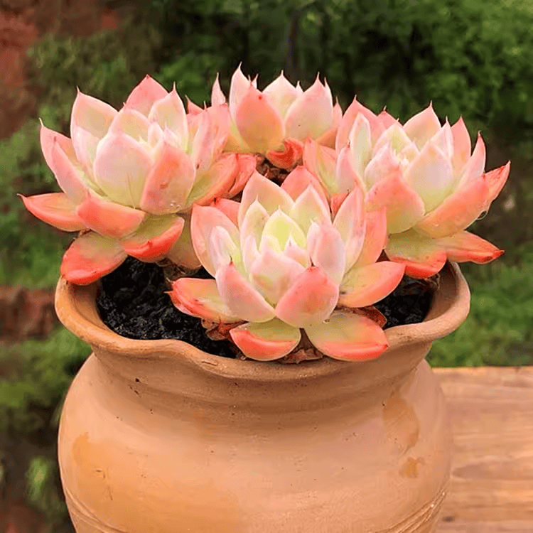 丝绸面纱多肉植物红鹤贵货群生老桩盆栽花卉萌肉新品易活防辐射