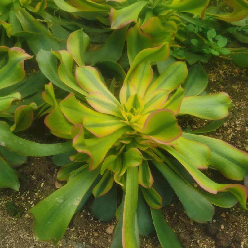 法师锦洛神手捧花包邮室内阳台桌面绿植花卉盆栽新苗