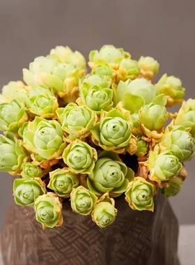 包邮山地玫瑰粉耶罗/粉色酒杯木质桩/新手多肉植物室内阳台