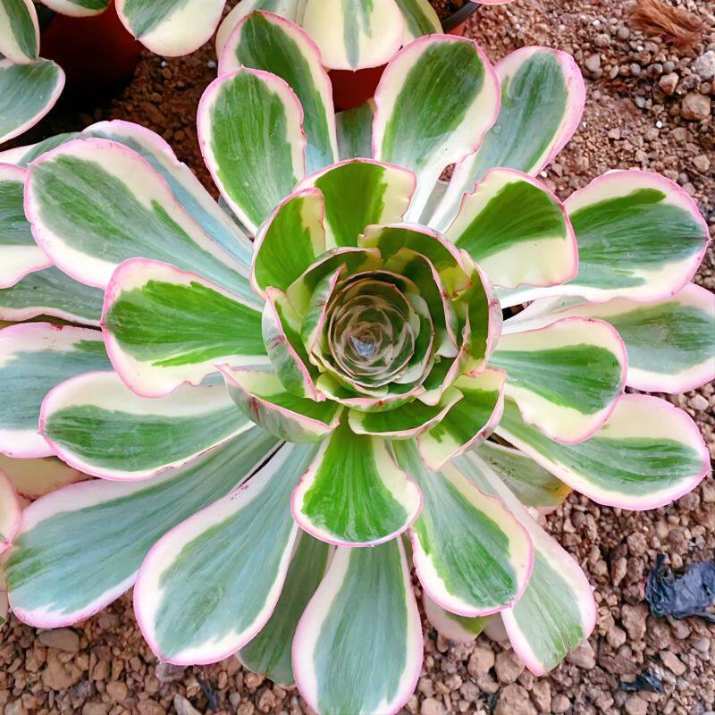 燕姿锦法师单头多肉植物带根室内阳台办公室内桌面绿植花卉盆栽