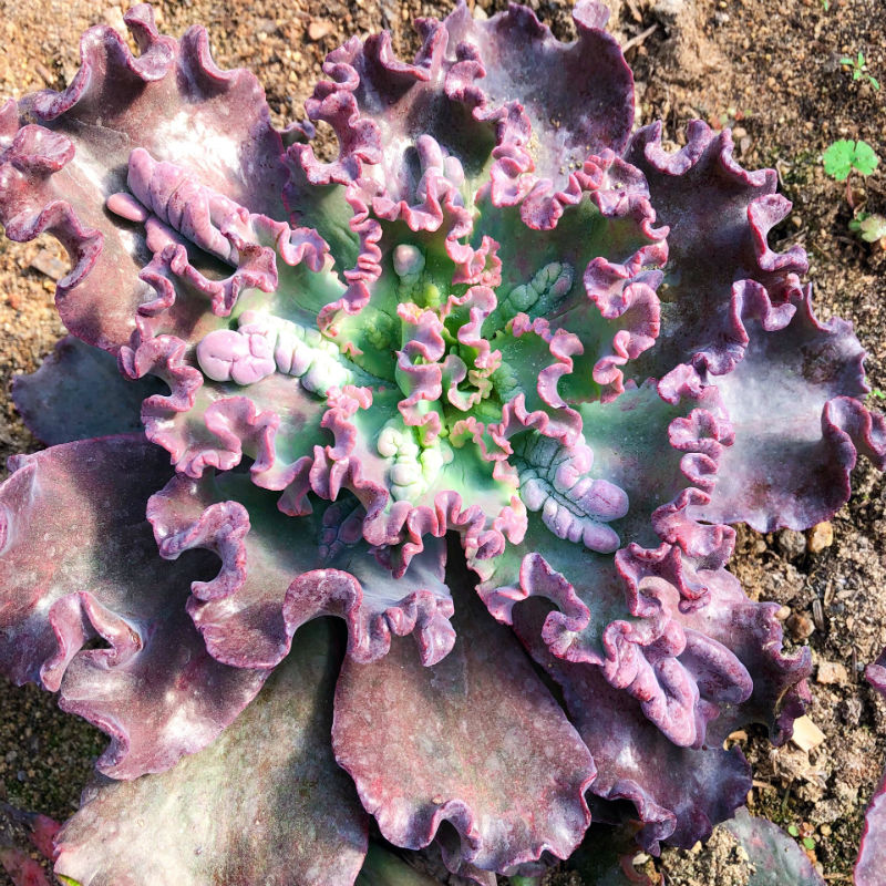 克罗火山女神瘤子法国多肉植物