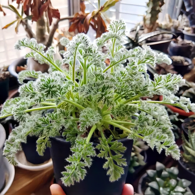 多肉植物羽叶洋葵块根花卉绿植盆栽创意生活新手套餐阳台可爱萌