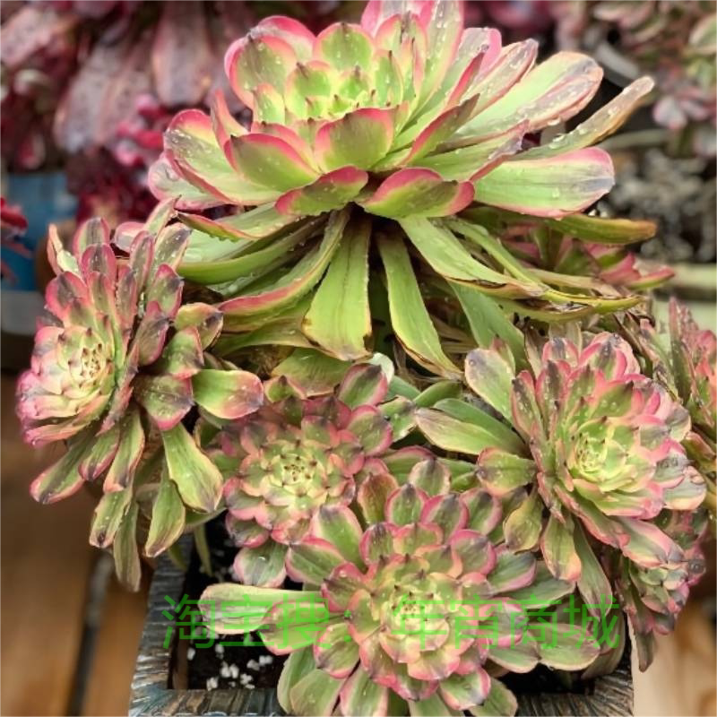 粉黛萤火法师锦贵货新品种覆轮锦多肉法师老桩大颗盆栽植物花卉