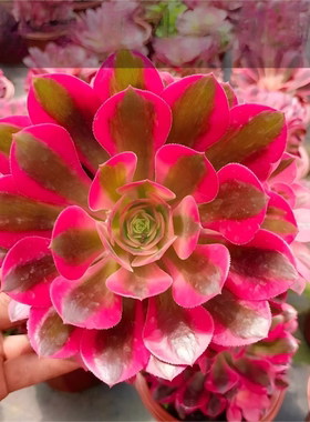 多肉植物法师粉女巫美杜莎红覆轮万圣节黑法师缀化大颗手捧花老桩