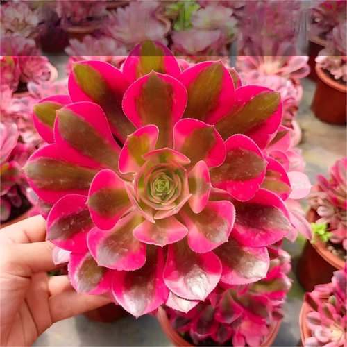 法师法师锦大全多肉美杜莎粉女巫