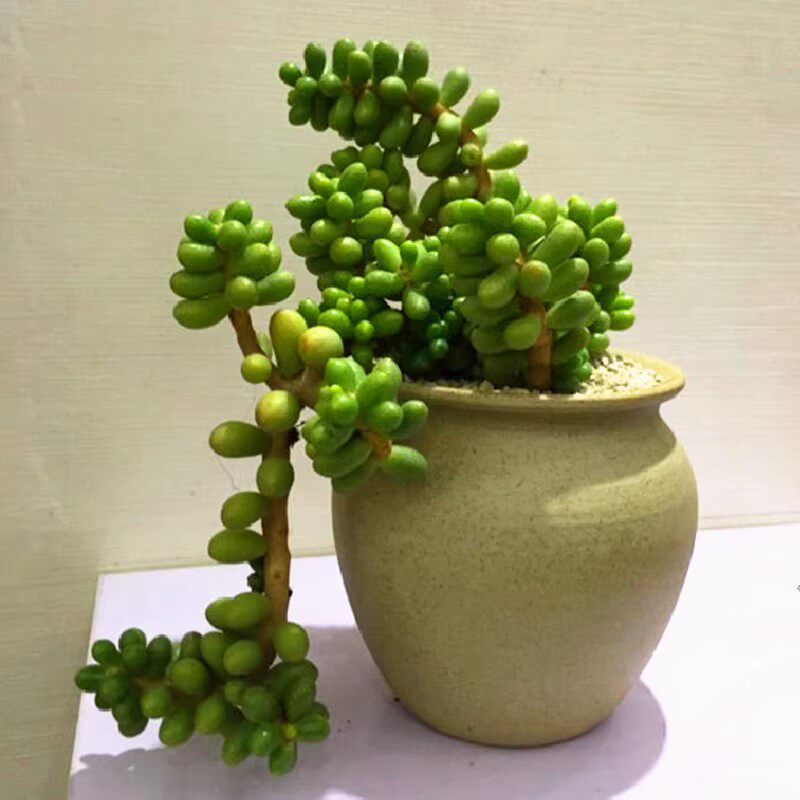 龟卵多肉植物新手肉肉植物超萌可爱肉肉组合盆栽室内桌面花卉防辐