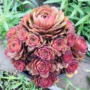 万圣节红魔高级精品法师多肉植物大颗好养室内花卉盆栽绿植