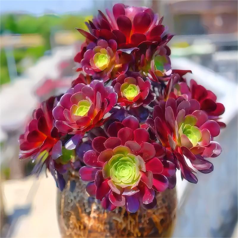 阳台美观多肉植物好养普通法师