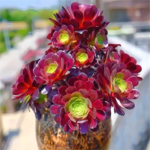 阳台美观多肉植物好养普通法师