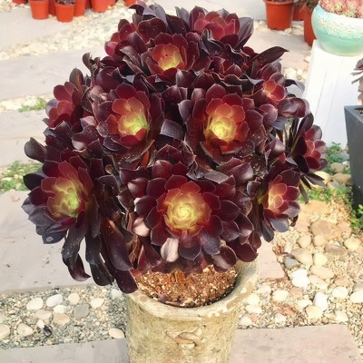 法师美杜莎赤霞飞水墨画铜壶