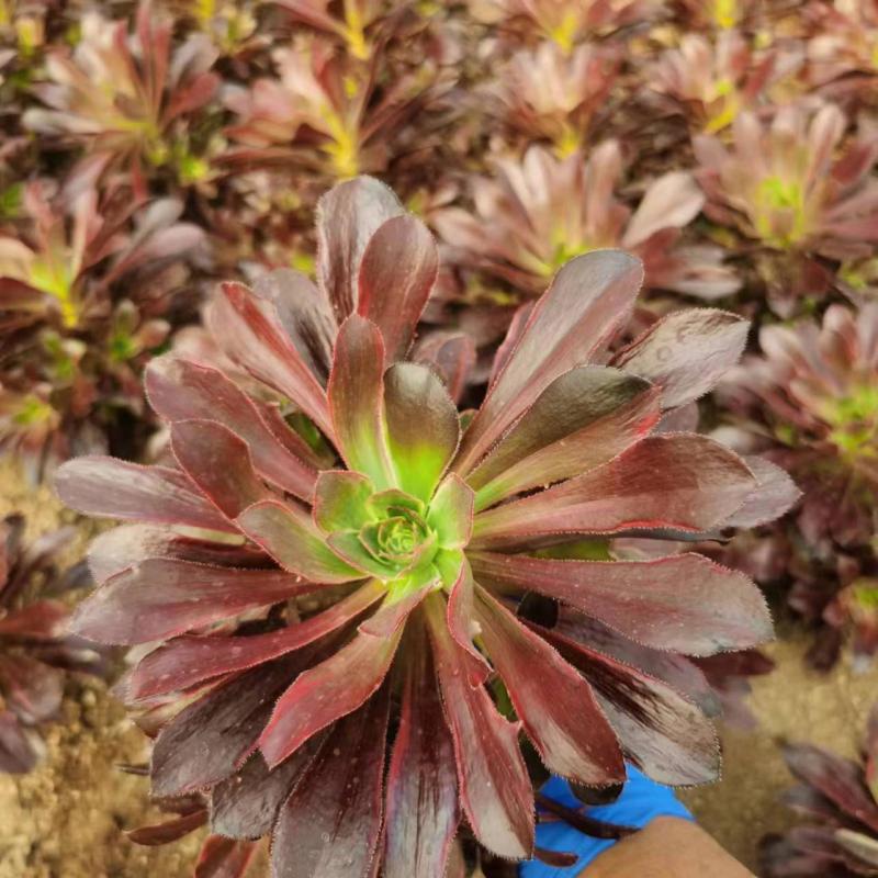新品法师金娜丝 圆叶拉丝锦手捧多肉植物室内阳台绿植花卉盆栽