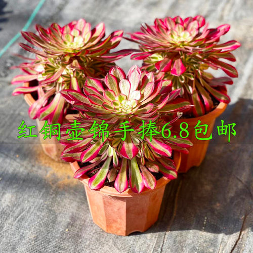 多肉植物铜壶锦法师非常容易