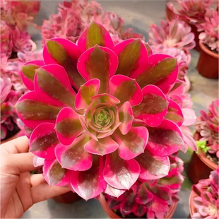 多肉植物法师粉女巫美杜莎红覆轮万圣节黑法师缀化大颗手捧花老桩