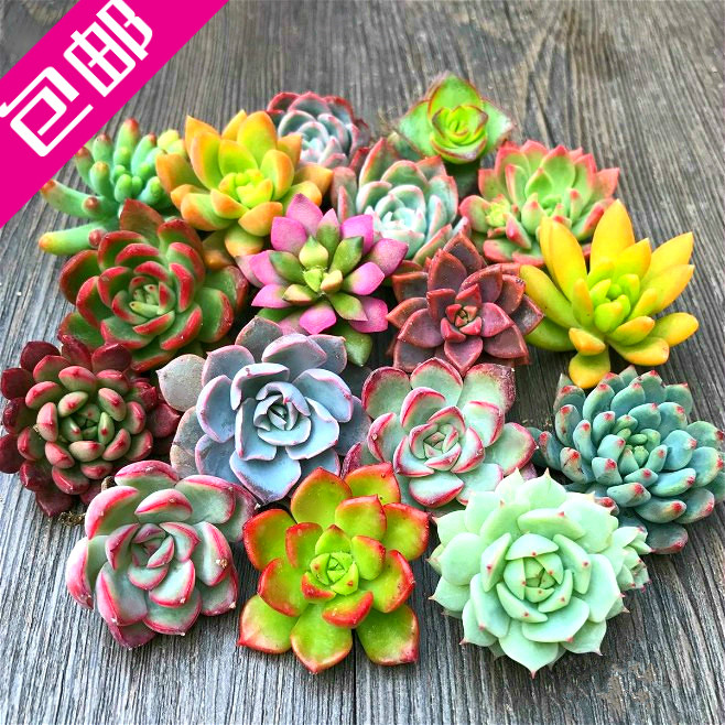 多肉贵货超萌套装组合盆栽美肉状态绿植室内花卉带盆送土创意拼盘|msdalam kategori penghantaran bunga/bunga simulasi/tumbuhan berkebun, bunga/Tumbuh-tumbuhan tumbuh-tumbuhan pasu (baru), succulents - dari Buy2taobao.com untuk memberikan perkhidmatan ejen Taobao profesional membeli