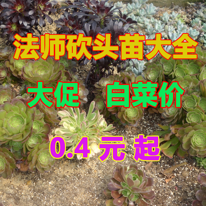 砍头苗无根铜壶美杜莎粉女巫红覆轮黑法师多肉植物砍头苗满9.9包 鲜花速递/花卉仿真/绿植园艺 多肉植物 原图主图